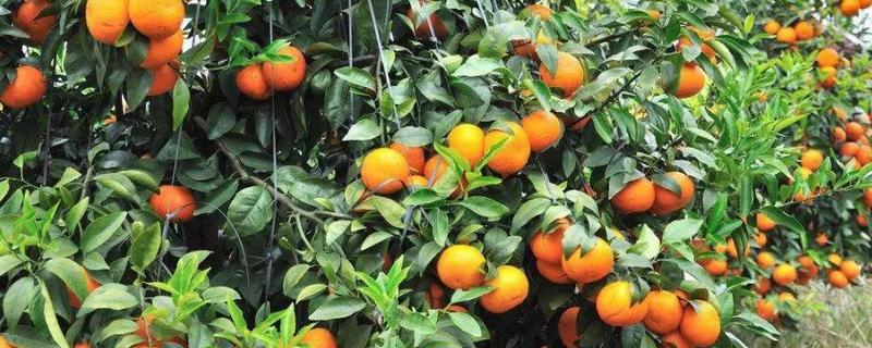沃柑种植几年结果