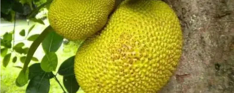 木菠萝的籽怎么种