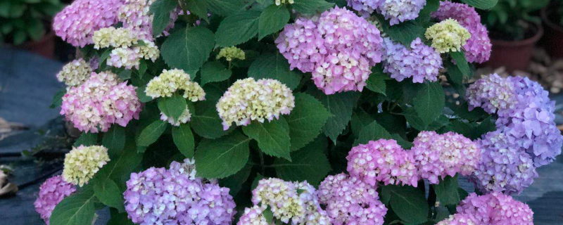 无尽夏与绣球花的区别