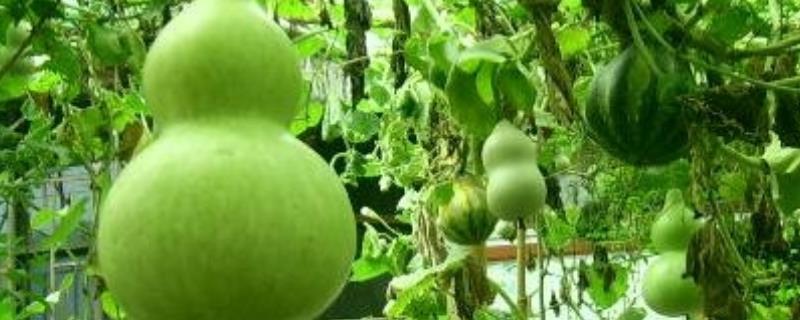 葫芦籽盆栽怎么种