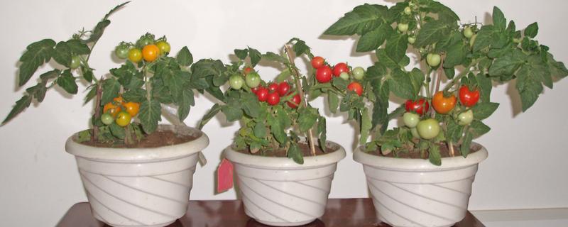 小番茄籽盆栽怎么种