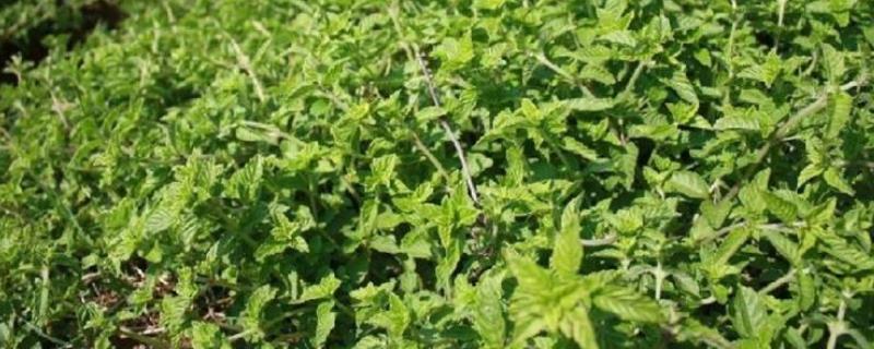 灵草与灵香草的区别