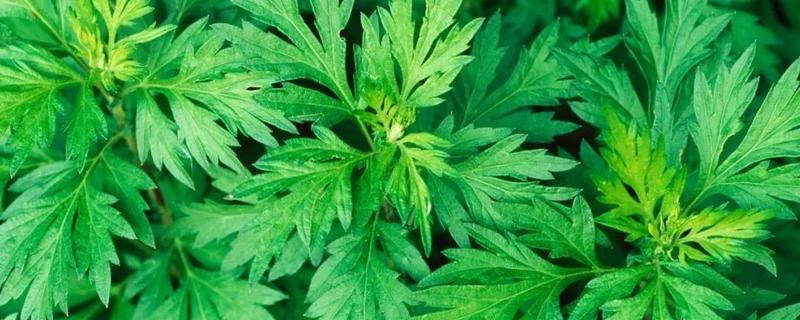 艾草与清明草的区别