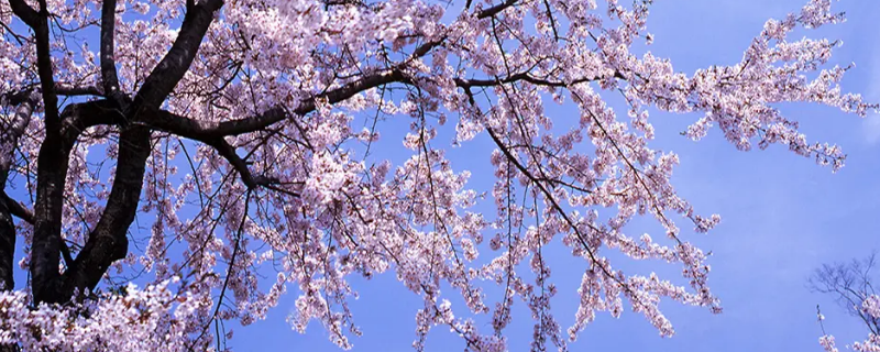 日本樱花树什么时候开花