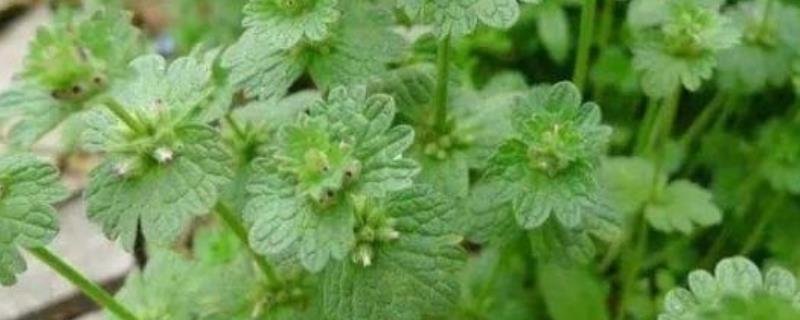 宝塔草和绿菊的区别