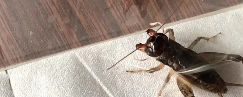 蛐蛐怎么过冬