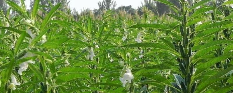 黑芝麻树长什么样