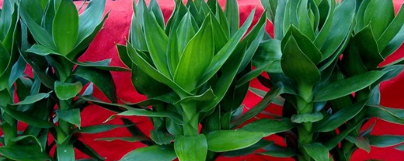 莲花竹怎么繁殖