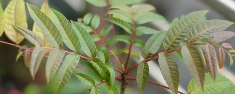 香椿树籽怎么种