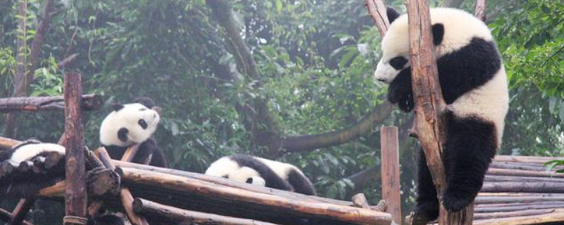 熊猫是怎么过冬