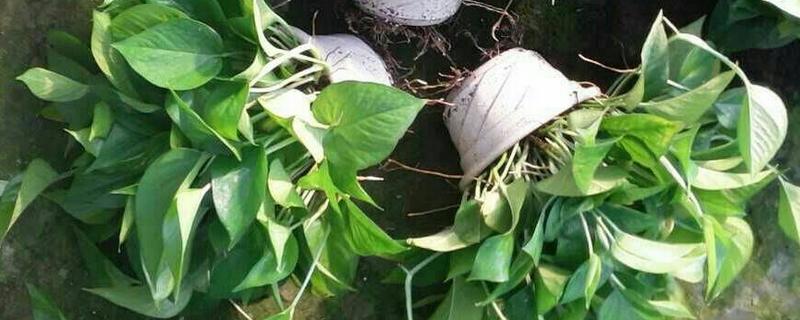 绿萝柱的修剪方法