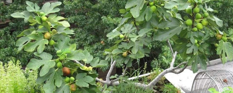 盆栽无花果几年结果