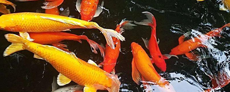 家养锦鲤鱼怎么繁殖