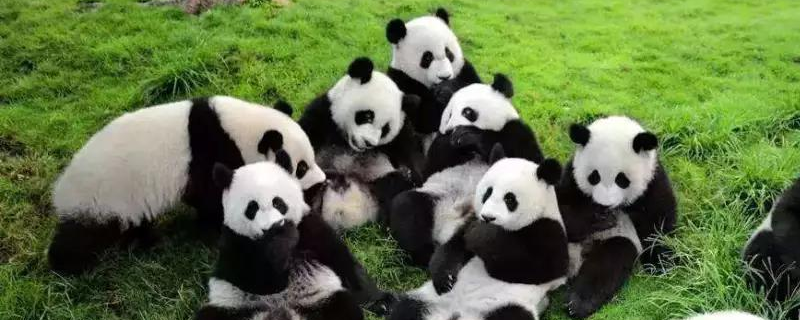 小熊猫和大熊猫的区别