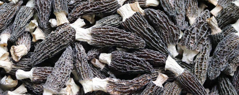 干羊肚菌怎么泡发才没有泥沙