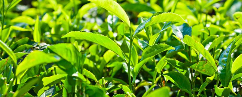 茶叶籽怎么种