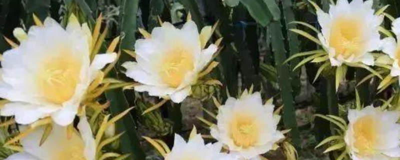 剑花和火龙果花的区别