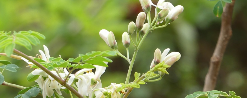 辣木树几年开花结果
