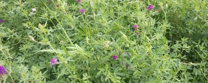 一亩紫花苜蓿养多少羊