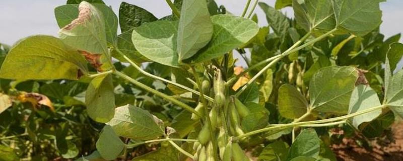 合农95大豆品种介绍