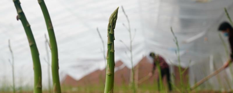 绿芦笋的种植方法