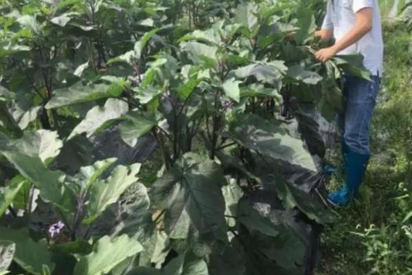 茄子结果期施什么肥