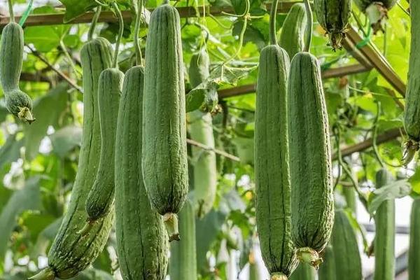 丝瓜用什么肥料结果多