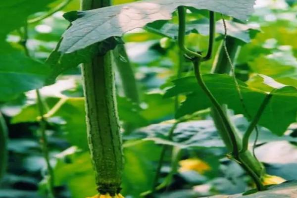 丝瓜用什么肥料结果多