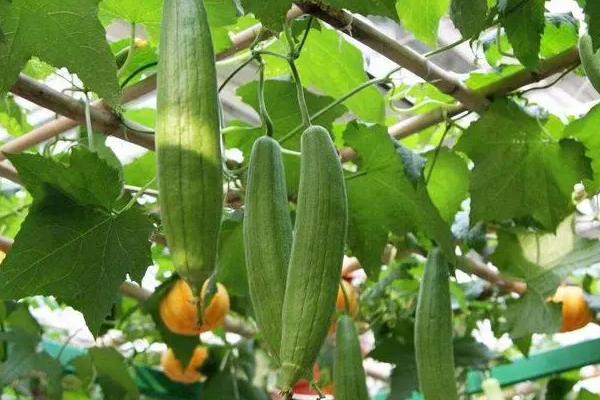 丝瓜用什么肥料结果多