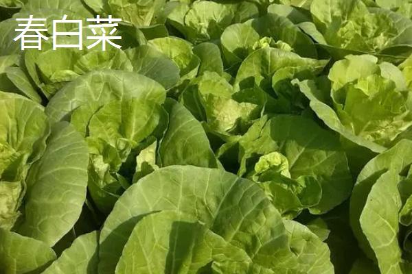白菜几月份种植合适