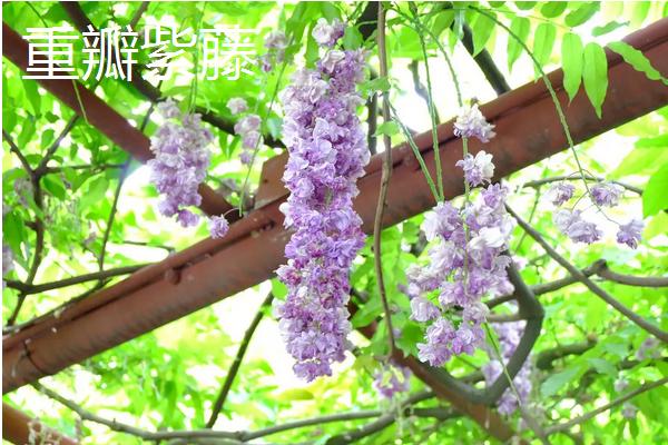 常见的紫藤花种类有哪些，种植注意事项