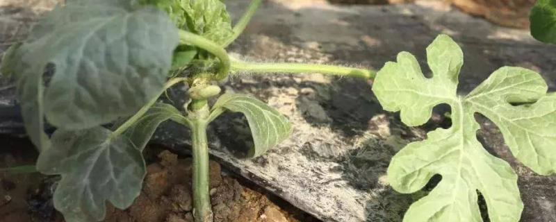 西瓜生长周期
