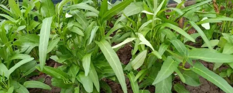空心菜适合几月份种植