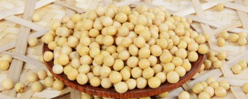 豆子生虫怎么办