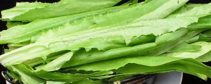 油麦菜是寒性的吗