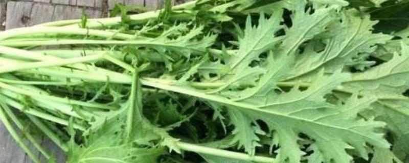 雪菜是萝卜叶吗