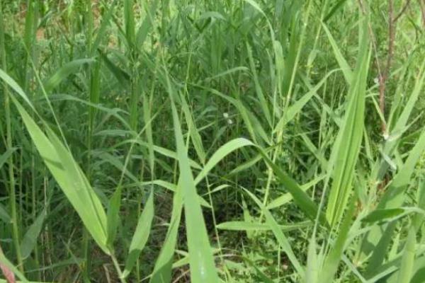 玉米地芦苇草用什么除草剂能除掉