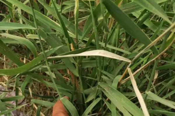 玉米地芦苇草用什么除草剂能除掉