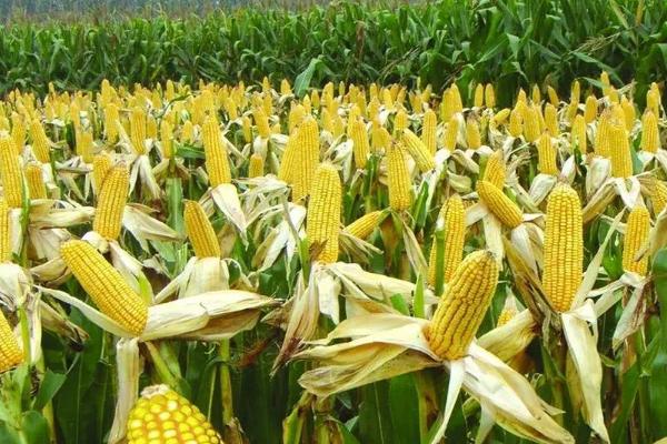 沃玉3号玉米夏播多少天成熟