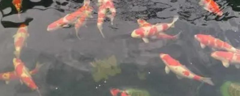 锦鲤吃水草吗