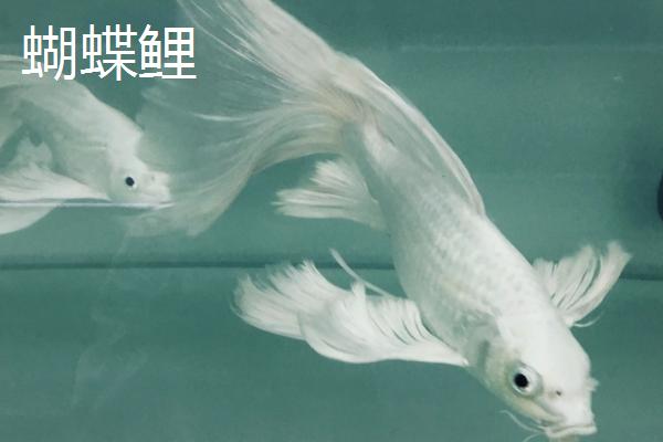 龙凤锦鲤和蝴蝶鲤区分