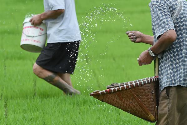 氮肥施用方法及注意事项
