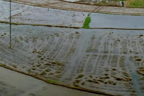 水田淹水期不宜施用哪种氮肥