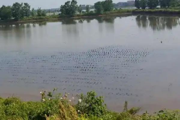 水田淹水期不宜施用哪种氮肥