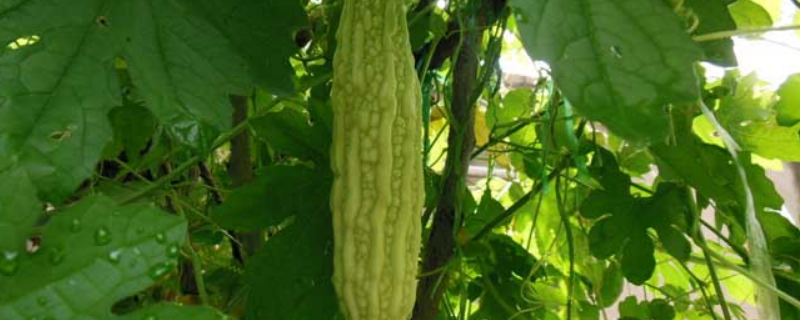 苦瓜是什么季节的蔬菜