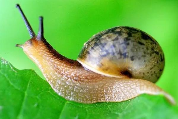 蜗牛的外形特征和生活特征
