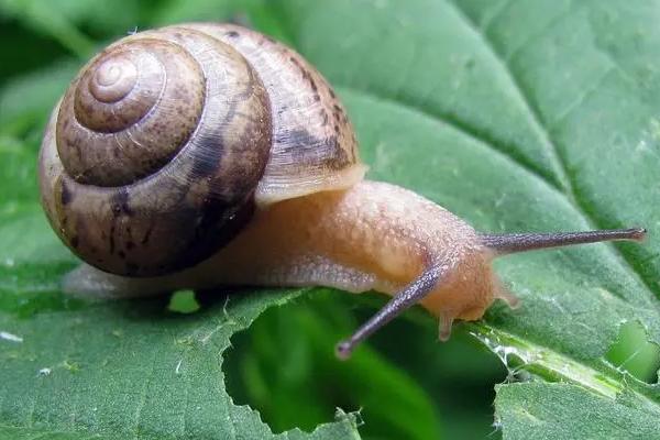 蜗牛的外形特征和生活特征