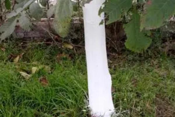 石硫合剂的作用与用量