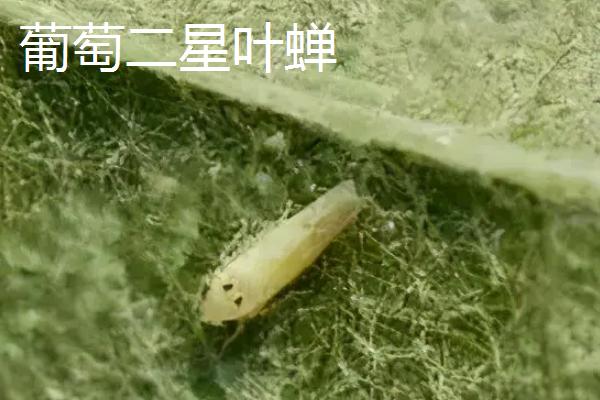 葡萄病虫害防治