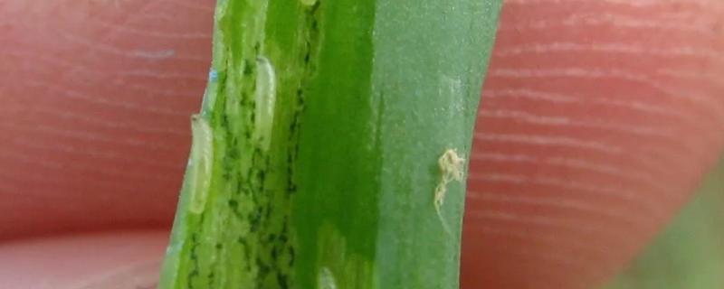 葱叶里面虫子怎么治疗